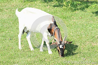 Eating white and brown goat Stock Photo