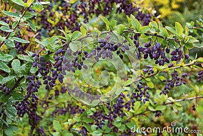 Ð’eautiful lush Bush with berries of Berberis ottawensis Stock Photo