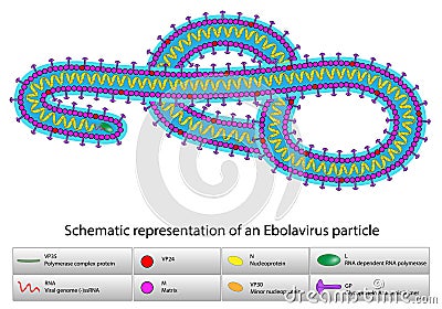 Ebola virus Vector Illustration