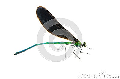 Ebony Jewelwing Stock Photo