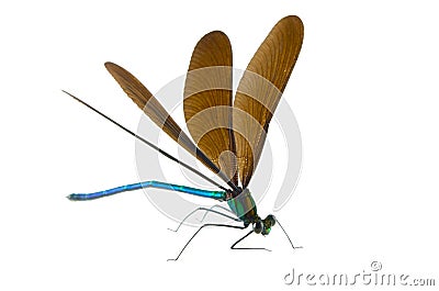 Ebony Jewelwing Stock Photo