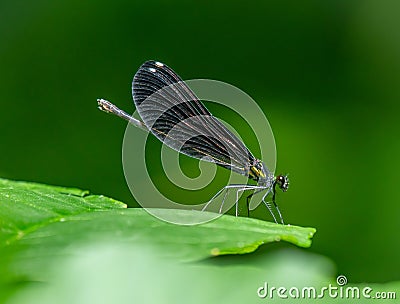 Ebony Jewelwing Stock Photo