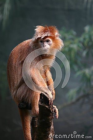 Ebony langur Stock Photo