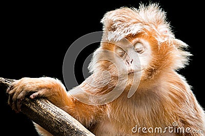 Ebony Langur II Stock Photo