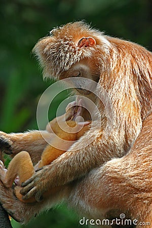 Ebony langur with infant - s Stock Photo