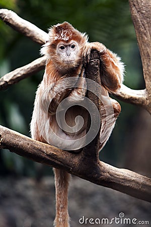 Ebony Langur monkey Stock Photo