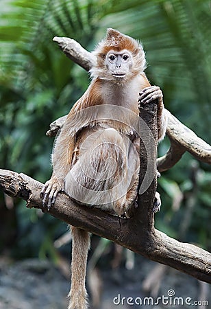 Ebony Langur Monkey Stock Photo