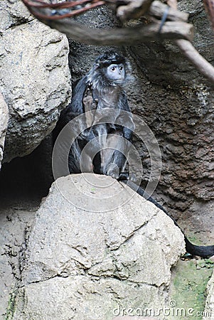 Ebony Langur Monkey Sitting on a Rock Stock Photo