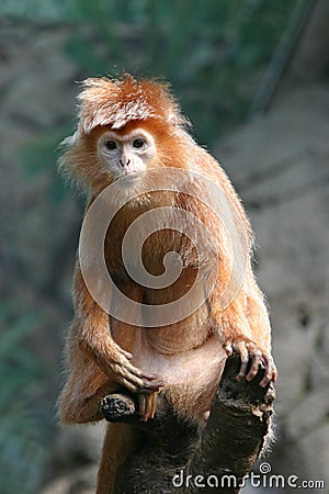 Ebony langur - some grain visible Stock Photo