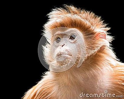 Ebony Langur XVI Stock Photo