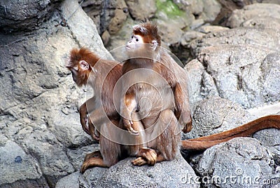 Ebony Langurs Stock Photo