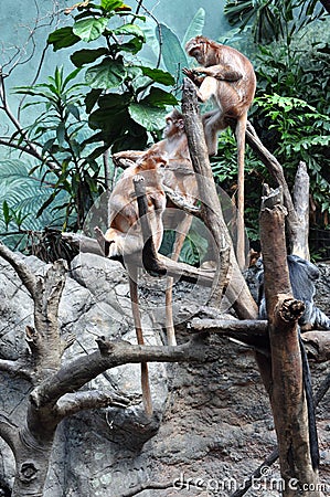 Ebony Langurs Stock Photo