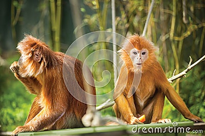 Ebony langurs, orange monkeys Stock Photo