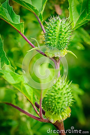Ecballium elaterium or Squirting cucumber, interesting plant Stock Photo