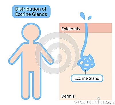 Distribution of Eccrine sweat glands in human body and skin diagram. Health care concept Vector Illustration