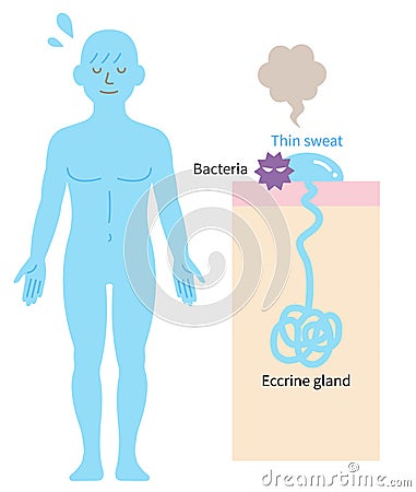 Eccrine sweat gland in human body and skin diagram. Health care concept Vector Illustration
