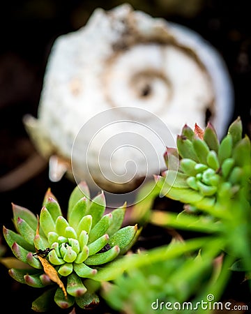 Echeveria with blurry snail shell in background Stock Photo
