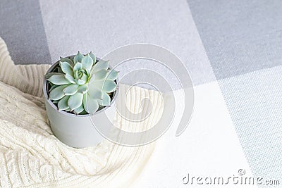 Echeveria colorata, rare succulent flower in a grey pot on knitted blanket or plaid, minimal style, indoors, cozy home interior Stock Photo