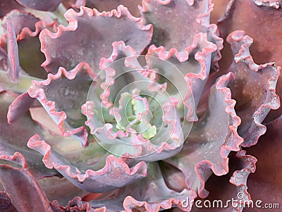 Echeveria dicks pink succulent leaves frilled pink edges Stock Photo