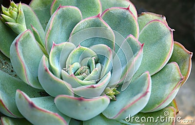Echeveria elegans or white Mexican rose tropical succulent plant close up. Stock Photo
