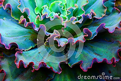 Echeveria fancy frills succulent plant close up Stock Photo