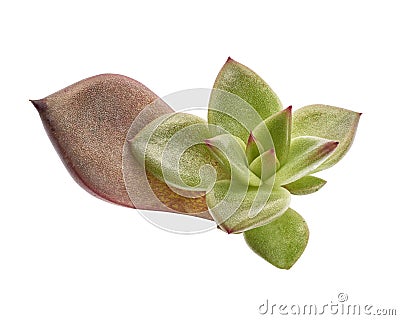 Echeveria grow from leaf, Propagate an Echeveria from Leaf Cuttings, Baby Echeveria plant isolated on white background Stock Photo