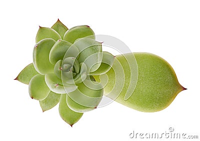 Echeveria grow from leaf, Propagate an Echeveria from Leaf Cuttings, Baby Echeveria plant isolated on white background Stock Photo
