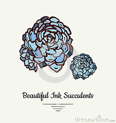 Echeveria hand drawn succulent vector isolated illustration. Modern ink succulent plant logo, icon, poster, banner, postcard. Vector Illustration