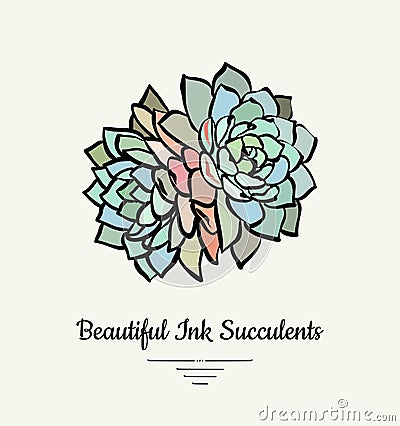 Echeveria hand drawn succulent vector isolated illustration. Modern ink succulent plant logo, icon, poster, banner, postcard. Vector Illustration