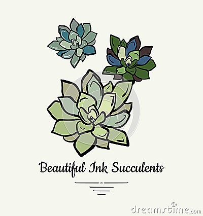 Echeveria hand drawn succulent vector isolated illustration. Modern ink succulent plant logo, icon, poster, banner, postcard. Vector Illustration