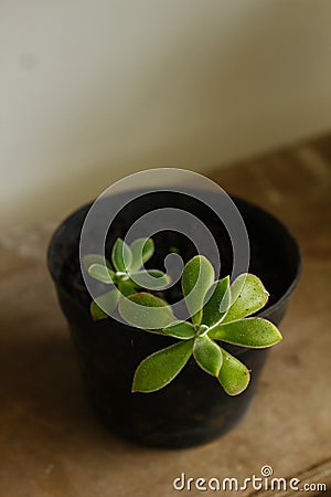 Beautiful potted baby Echeivera, succulent. Stock Photo