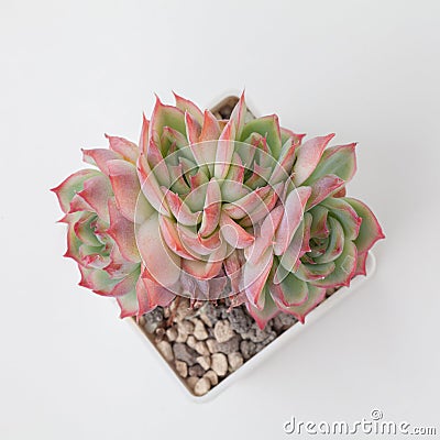 Echeveria Pink Crystal rosette Succulent houseplant on white background, closeup top view Stock Photo