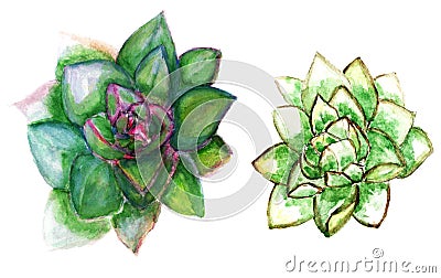 Echeveria succulent art Cartoon Illustration