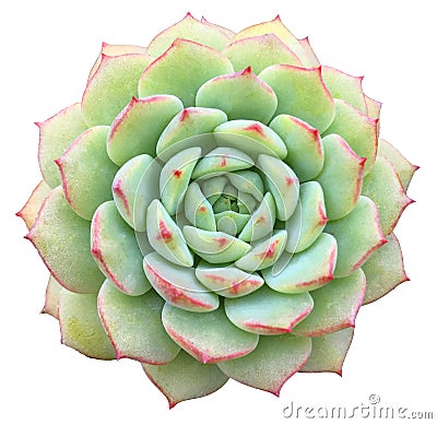 Echeveria Succulent Stock Photo