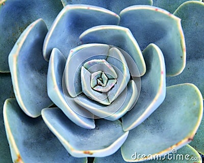 Echeveria succulent plant close up.Abstract floral background. Stock Photo