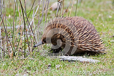 Echidna Stock Photo