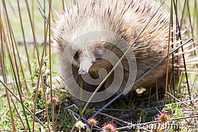 Echidna Stock Photo