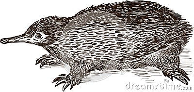 Echidna Vector Illustration