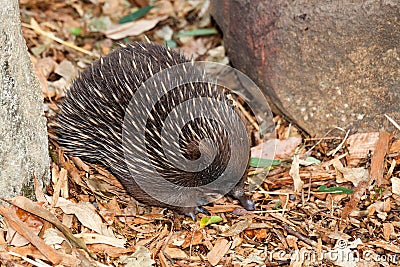 Echidna anteater Stock Photo