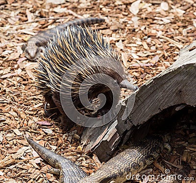 Echidna an unique animal only found in Australia Stock Photo