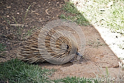 Echidna side view Stock Photo