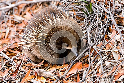 Echidna in forest in Tasmania Stock Photo