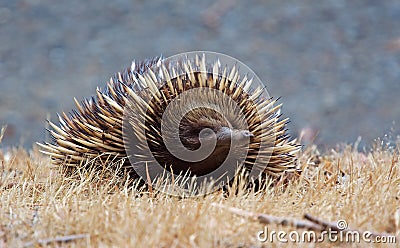 Echidna front Stock Photo