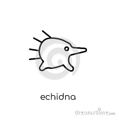 Echidna icon. Trendy modern flat linear vector Echidna icon on w Vector Illustration
