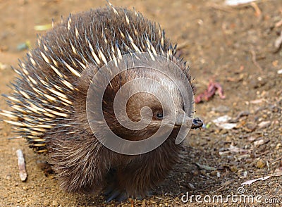 Echidna says I smell something... Stock Photo