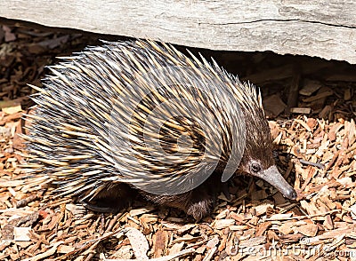 Echidna an unique animal only found in Australia Stock Photo