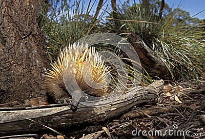 ECHIDNE A NEZ COURT tachyglossus aculeatus Stock Photo