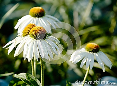 Echinacea Stock Photo