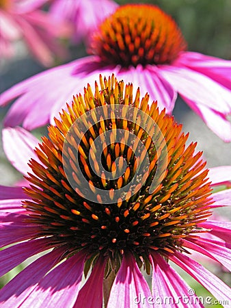 Echinacea Stock Photo