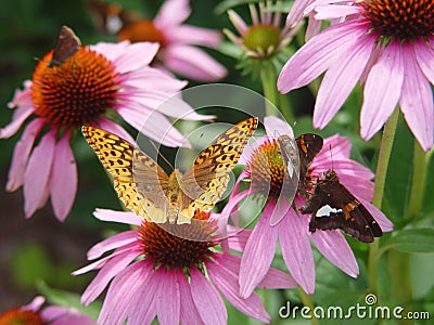 Echinacea Stock Photo